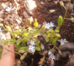 Myosotis arvensis