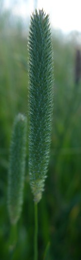 Phleum pratense