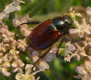 Phyllopertha horticola