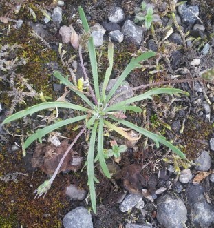 Plantago coronopus