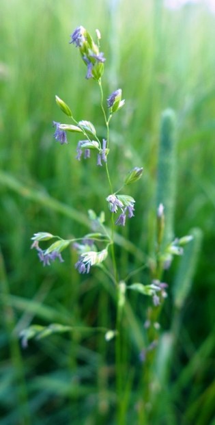 Poa pratensis (2)