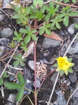 Potentilla reptans