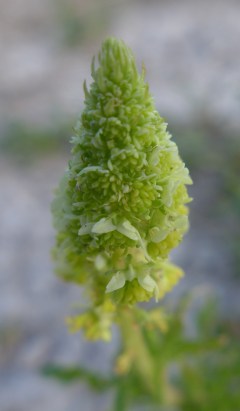Reseda lutea