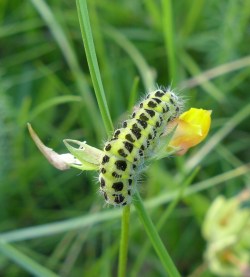 Zygaena trifolii