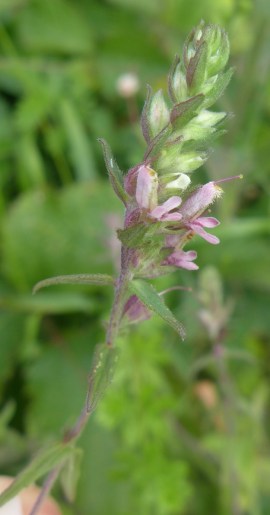bartsia