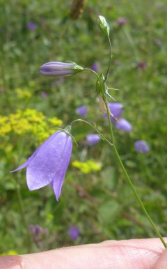 harebell