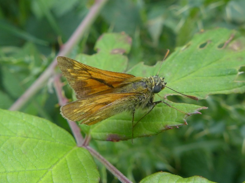 Large skipper