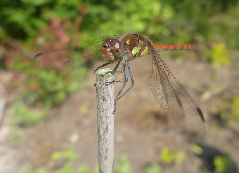 Sympetrum striolatum