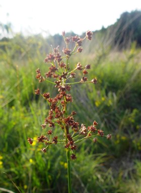 Juncus acutiflorus