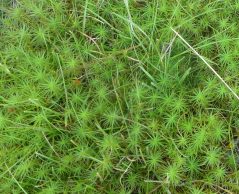 polytrichum