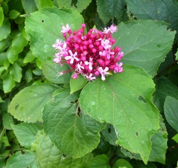 Clerodendrum bungei
