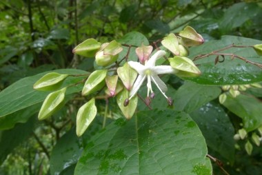 Clerodendrum trichotomum