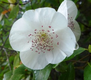 eucryphia
