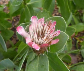 protea