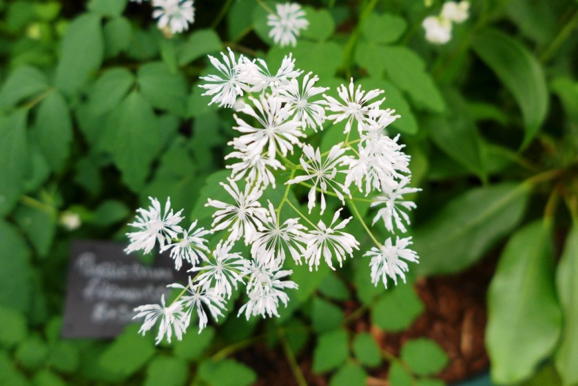Thalictrum filamentosum introduced from South Korea - here on Crûg Farm Nursery stand at RHS Chelsea