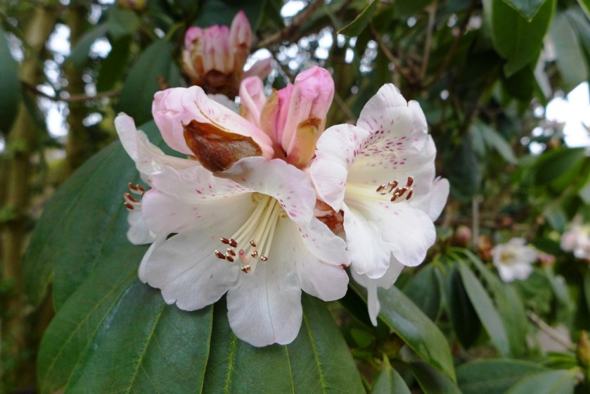Rhododendron irroratum, introduced in 1886 by a French missionary, Père Jean Marie Delavay