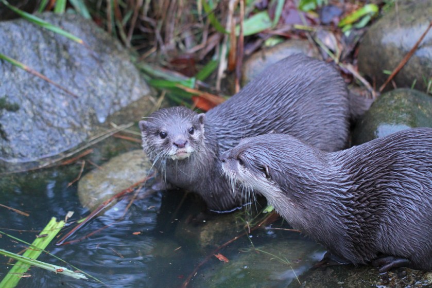 12171290884_e194f20787_b