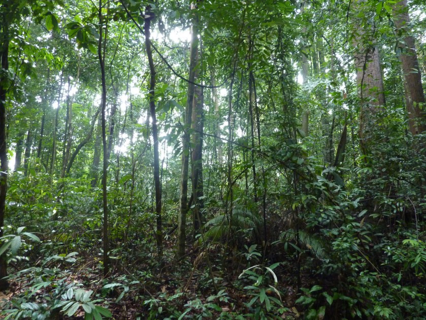 Tropical heaven? Or hell?