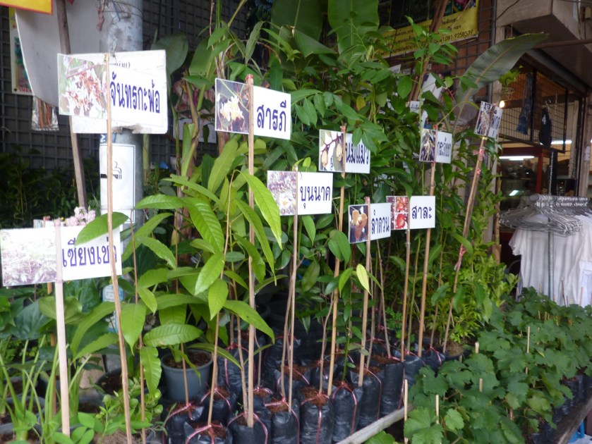 Locals have the best knowledge of the local flora (which can lead to overexploitation...)