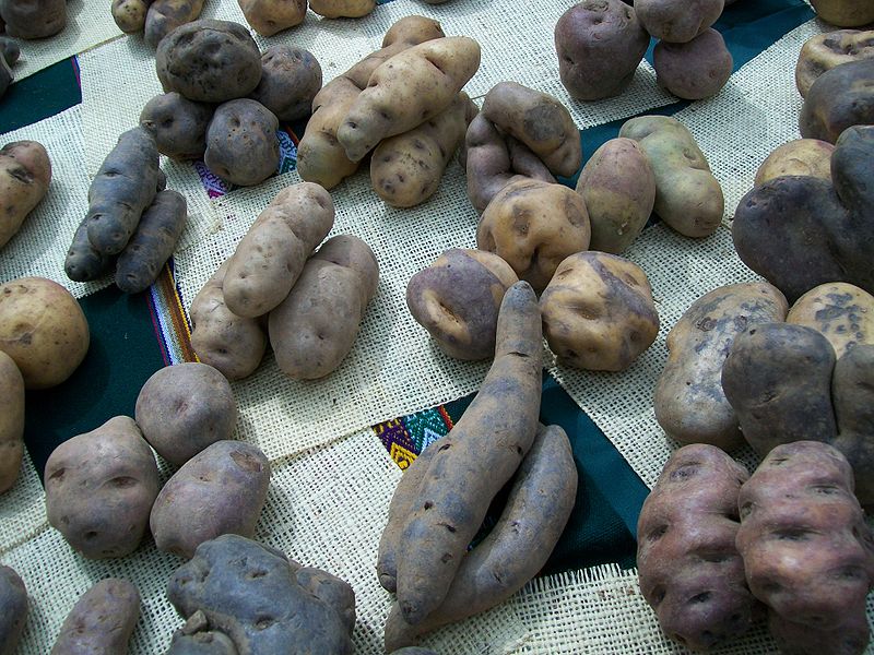 Andean potatoes