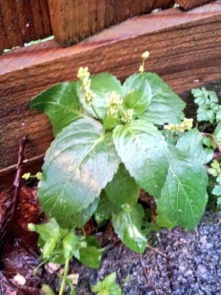 dog's mercury, herb robert & chickweed