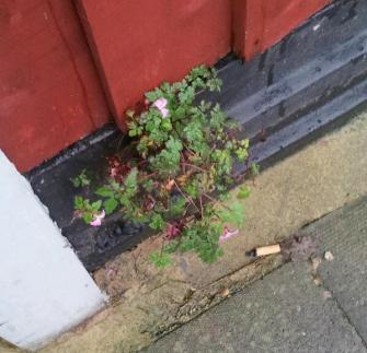 herb robert