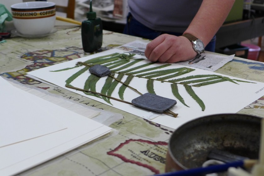 Fern specimen being mounted at Kew