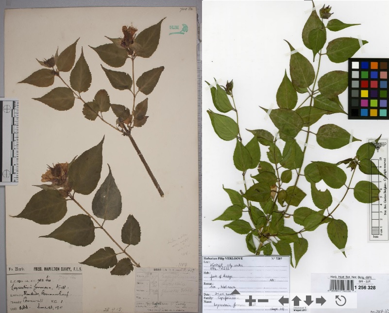 Glued (left) and strips (right) specimens of Leycesteria formosa
