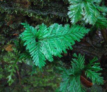 trichomanes_elegans_1830_04