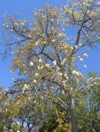 Ceiba pentandra
