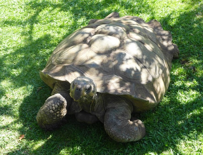 Colombo, a 47-year-old Galapagos tortoise