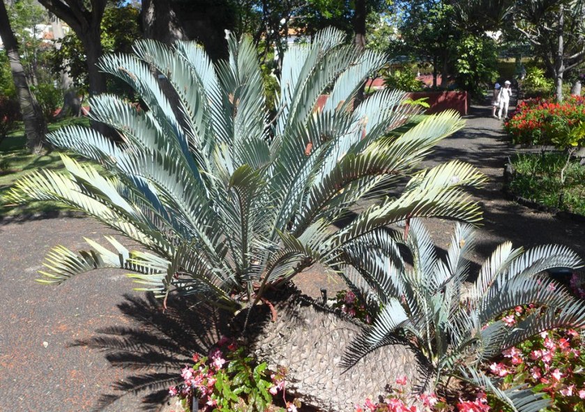 Encephalartos lehmannii