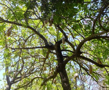 Kigelia pinnata - Sausage tree