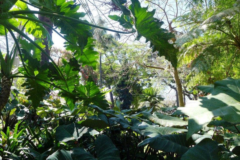 Monstera & Colocasia