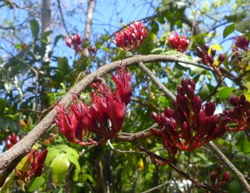 Schotia brachypetala