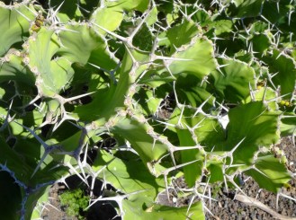 Euphorbia grandicornis