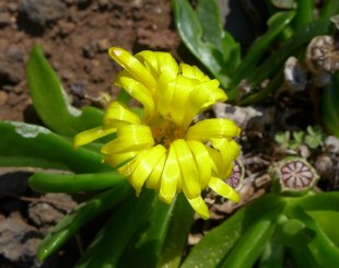 Glottiphyllum fragrans