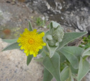 Andryala glandulosa ssp. varia