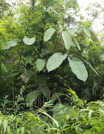 15359307100_9ccf266d36_z