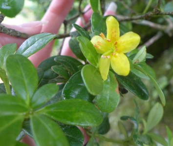 Rhododendron emarginatum