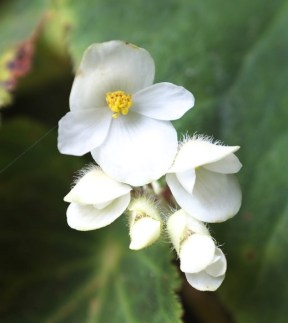 15545130845_17164af0d4_b