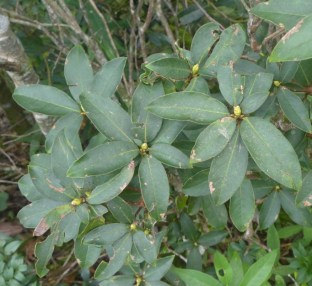 Rhododendron