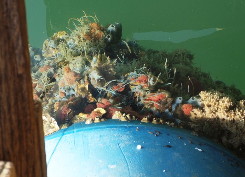 14953903983_a6df91d1cc_o (1)