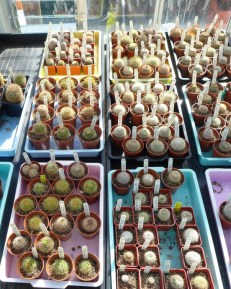 National Collection of Mammillaria (11)