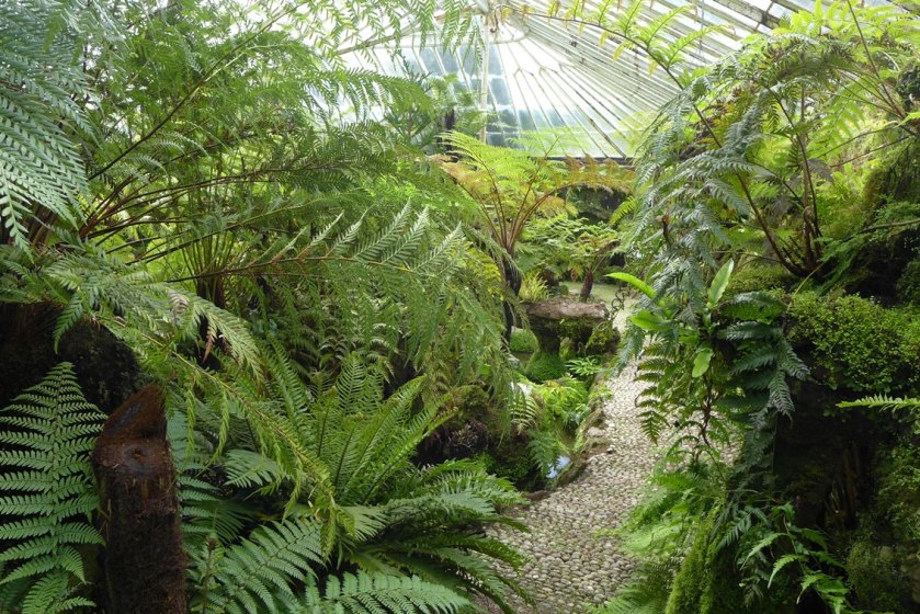 Sunken fernery (9)