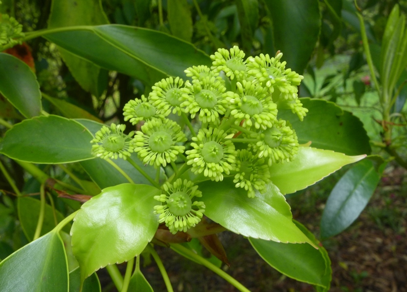 Trochodendron aralioides