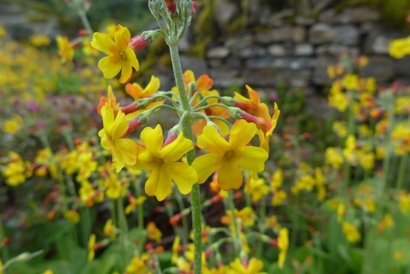 Primula chungensis - Kingdon-Ward