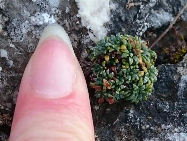 23755947379_d0d23ccf85_z