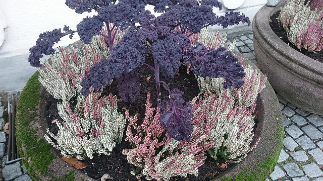 24041066441_205b9f5587_z