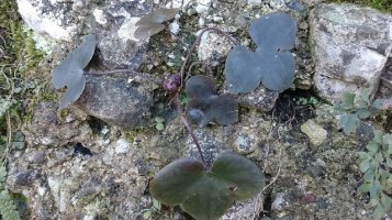 24098988366_8b4f95e5e8_z